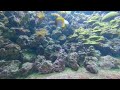 Burger's Zoo - Coral Reef #4 - VR180