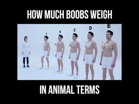 How much BOOBS weigh in Animal Terms | Japanese Commerical on Cup sizes