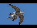 Сокол Сапсан Атакует Голубя!!! Peregrine Falcon Attacks the Pigeon!!!