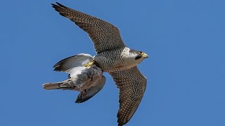 Сокол Сапсан Атакует Голубя!!! Peregrine Falcon Attacks the Pigeon!!!