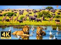 4K African Wildlife A Serene Safari Adventure With Relaxing Music