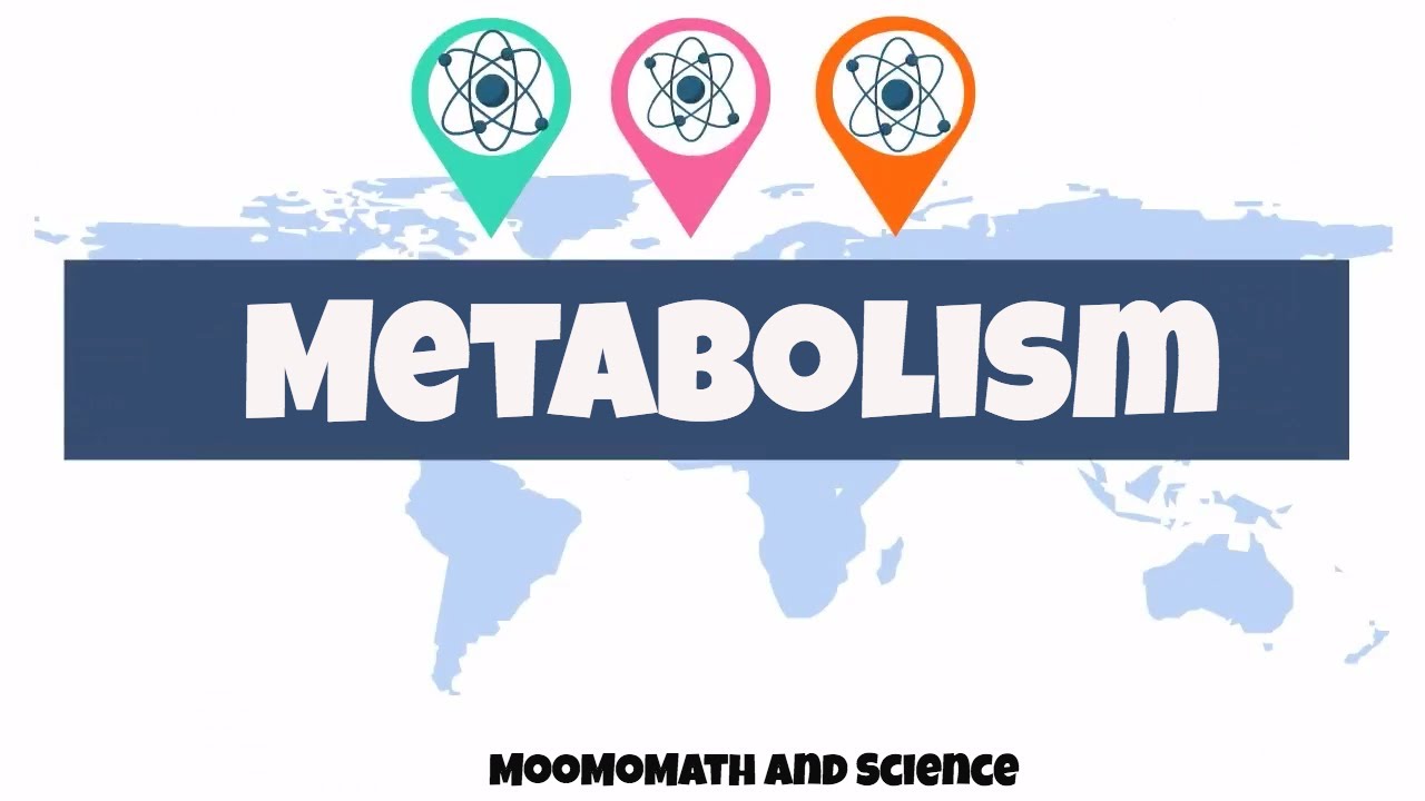 introduction to metabolism | Biology basics|