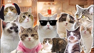 迎接过新生命的到来，经历过生与死的考验，这就是我和猫咪们难忘的2018 ｜李喜猫