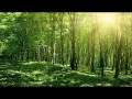 The green of the forest  by sri chinmoy  relaxing flute music