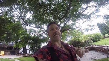 HOW TO PRUNE YOUR JAPANESE MAPLES , PART 2