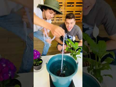 Video: Plantas Jenny rastreras en macetas: cómo cultivar Jenny rastreras en un contenedor