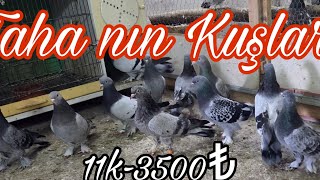 Tahanın Oyun Kuşları. Watsap.545.550.0192