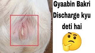 gyaabin bakri kyu discharge deti hai || बकरी डिस्चार्ज क्यों देती है| Sabri goat farm faizan #viral