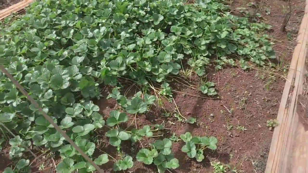 variedades de morango.festival,camarosa e pra estiva