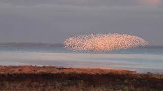 Murmuration of Dunlin birds on the coast of Vancouver British Columbia