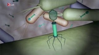Nano (3sat): Phagentherapie - Viren gegen Bakterien einsetzen!