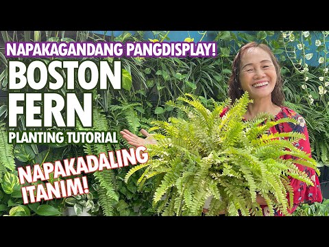 Video: Repotting Boston Fern Plants - Kailan At Paano Mag-repot ng Boston Fern