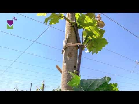Video: Rochefort es una uva de mesa. Descripción, propagación por esquejes