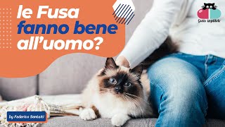 Le FUSA del Gatto che benefici danno all'uomo?