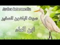 صوت البلشون الصغير ابن الماء Ardea Intermedia Sound صوت البلشون الصغير ابن الماء Ardea Intermedia Sound