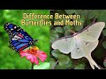 Differences Between Butterflies and Moths | Are Moths and Butterflies the same?