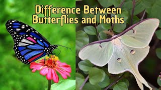 Differences Between Butterflies and Moths | Are Moths and Butterflies the same?