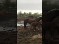 Прогулка продолжается.. 🐎🐎🐎