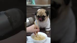 Pug Eating Noodles Asmr Food Review