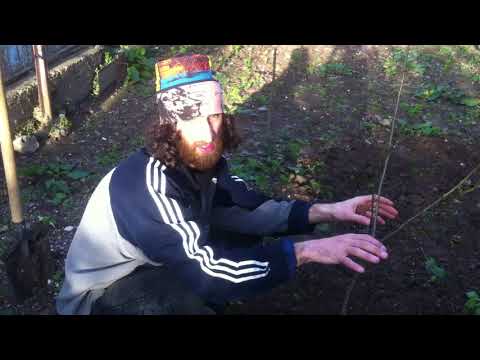 ატამის დარგვა.