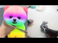 Tik Tok Chó Phốc Sóc Mini 😍 Funny and Cute Pomeranian224