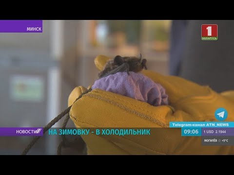 Где зимуют белорусские летучие мыши?