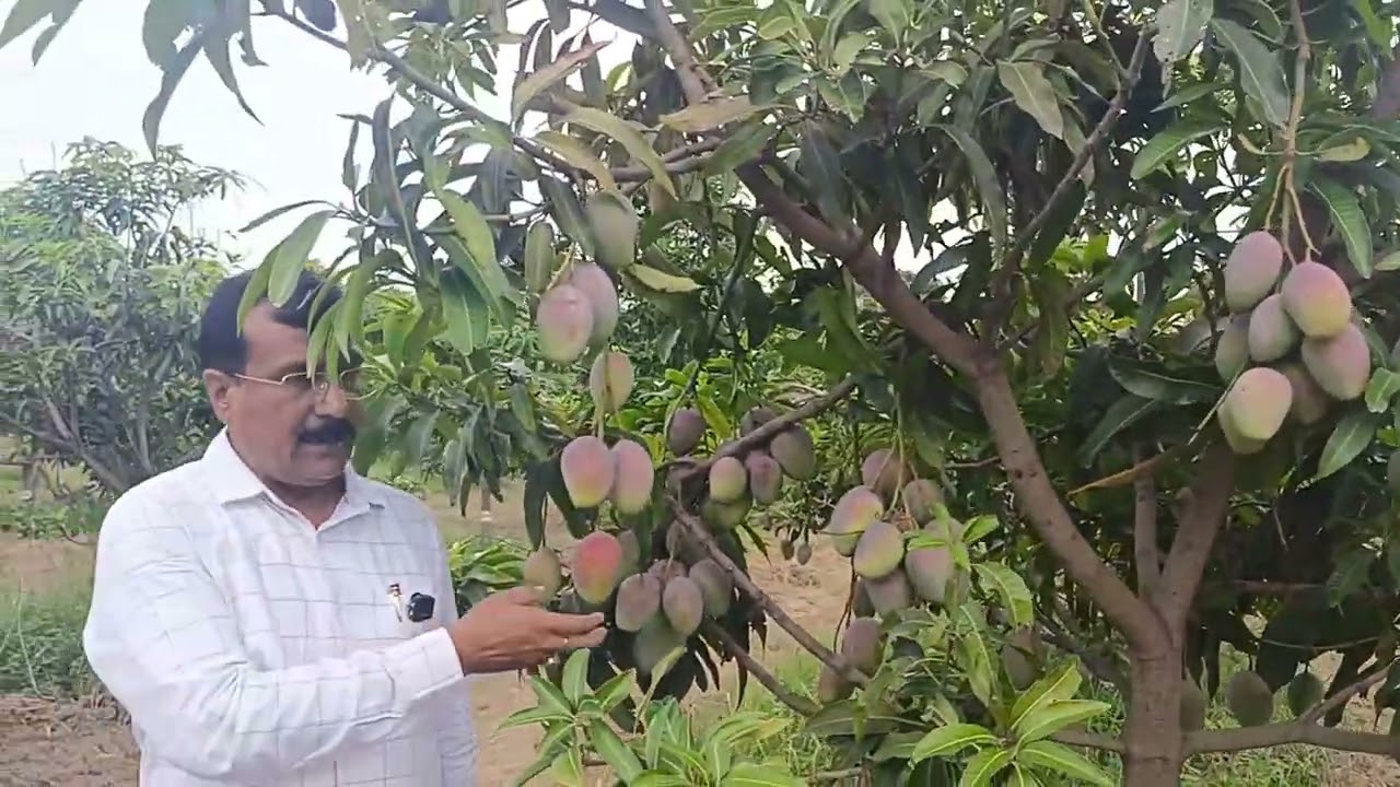 #Pusa_Protiva_Mango #পুসা_প্রতিভা 🥭