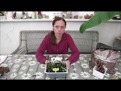 Video: Vermehrung Von Wolfsmilch: Wie Kann Man Sie Zu Hause Durch Samen Vermehren? Wie Verwurzelt Man Einen Indoor-Blumenstiel?