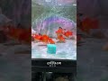 "Tiger Barb Fish Breeding — Nature’s Perfect Egg-Layer Aquarium Species#youtubeshorts#viral#trending