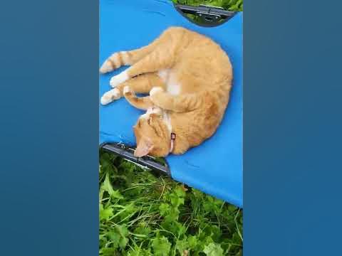 Домашний тигр - YouTube
