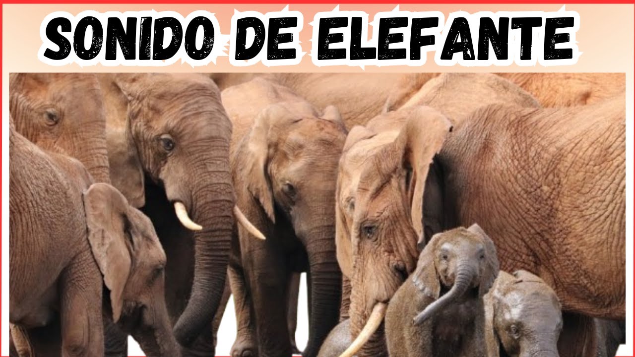 Sonido de Elefante Fuerte Elephant sound YouTube Sonido de Elefante Fuerte Elephant sound YouTube