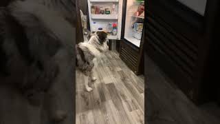 Dog Opens the Fridge and Gets Owner a Water Bottle