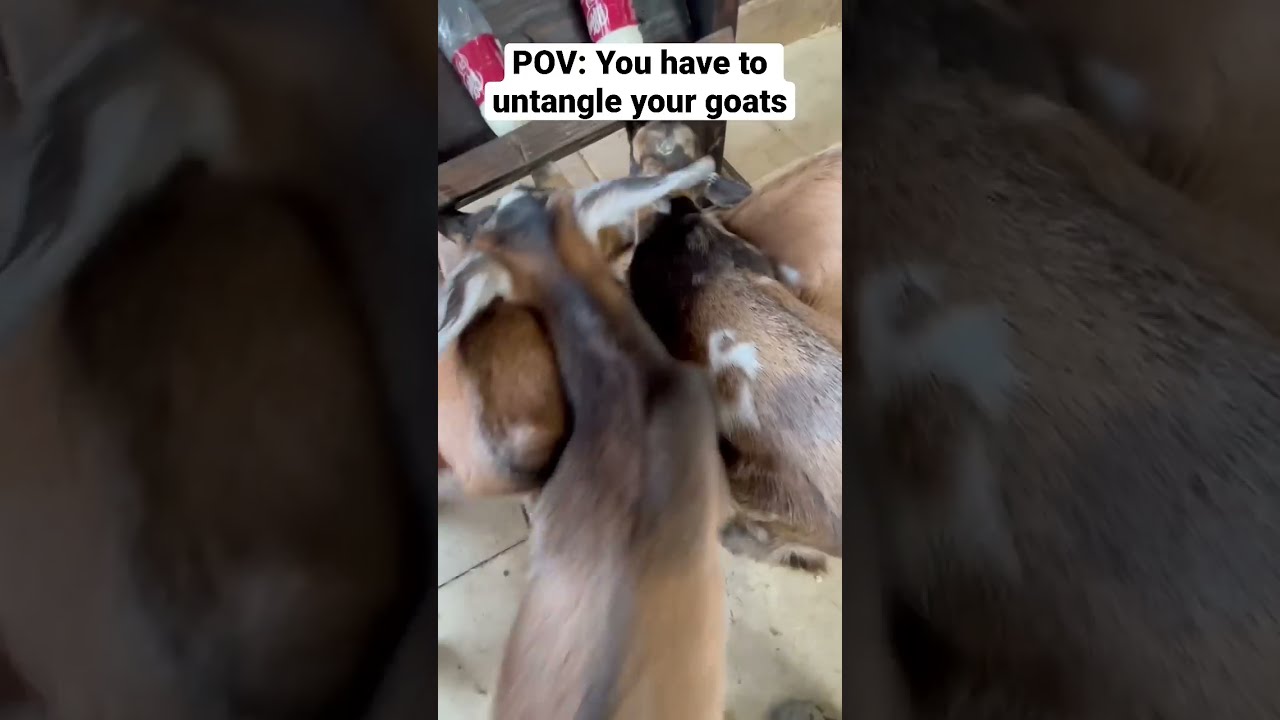 Untangling Baby Goats