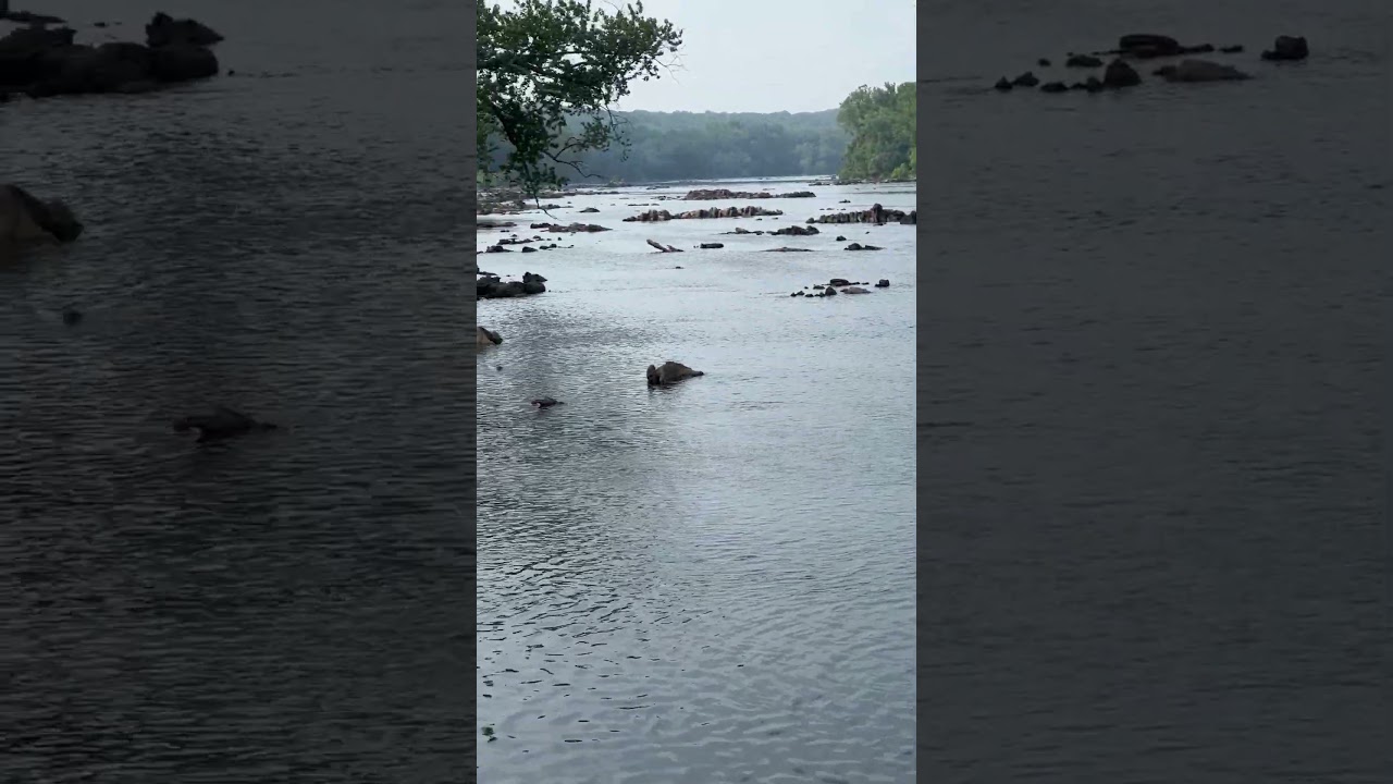 Discover Bethesda's Natural Charm: The Potomac River by Glen Echo Park