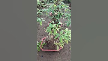 Bán cây lộc vừng mini bonsai gốc to rễ đẹp 0977973535