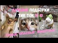 Тик ток лучшие подборки # 10 / Самые опасные животные