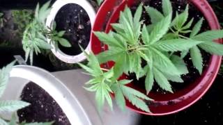 Growing outdoors