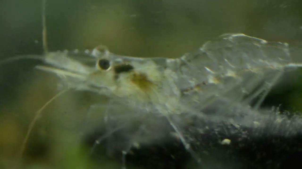 Il gamberetto d'acqua dolce (Palaemonetes antennarius H. Milne-Edwards, 1837)