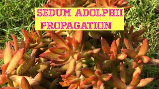 How to Propagate Sedum Adolphii Stem Cuttings | Succulent Propagation