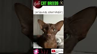 4 Cat Breeds 🫕🥰- #shorts screenshot 2