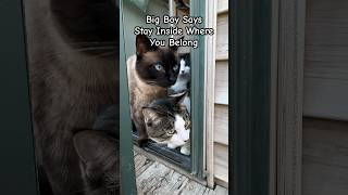 Black Cat Big Boy Says Stay Inside Where You Belong! #shorts #blackcat  #funnycats #sillycats #cats