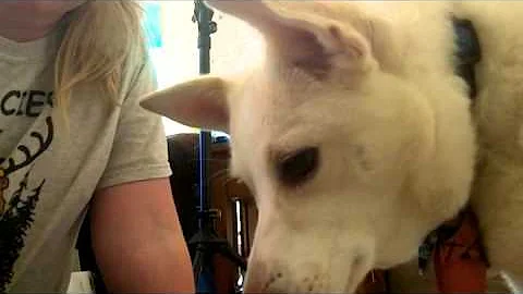 Video 1524641: breed american, american hair, pets meet, female breed