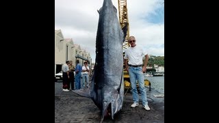 Les plus gros Bleu et Noir Marlin du Monde