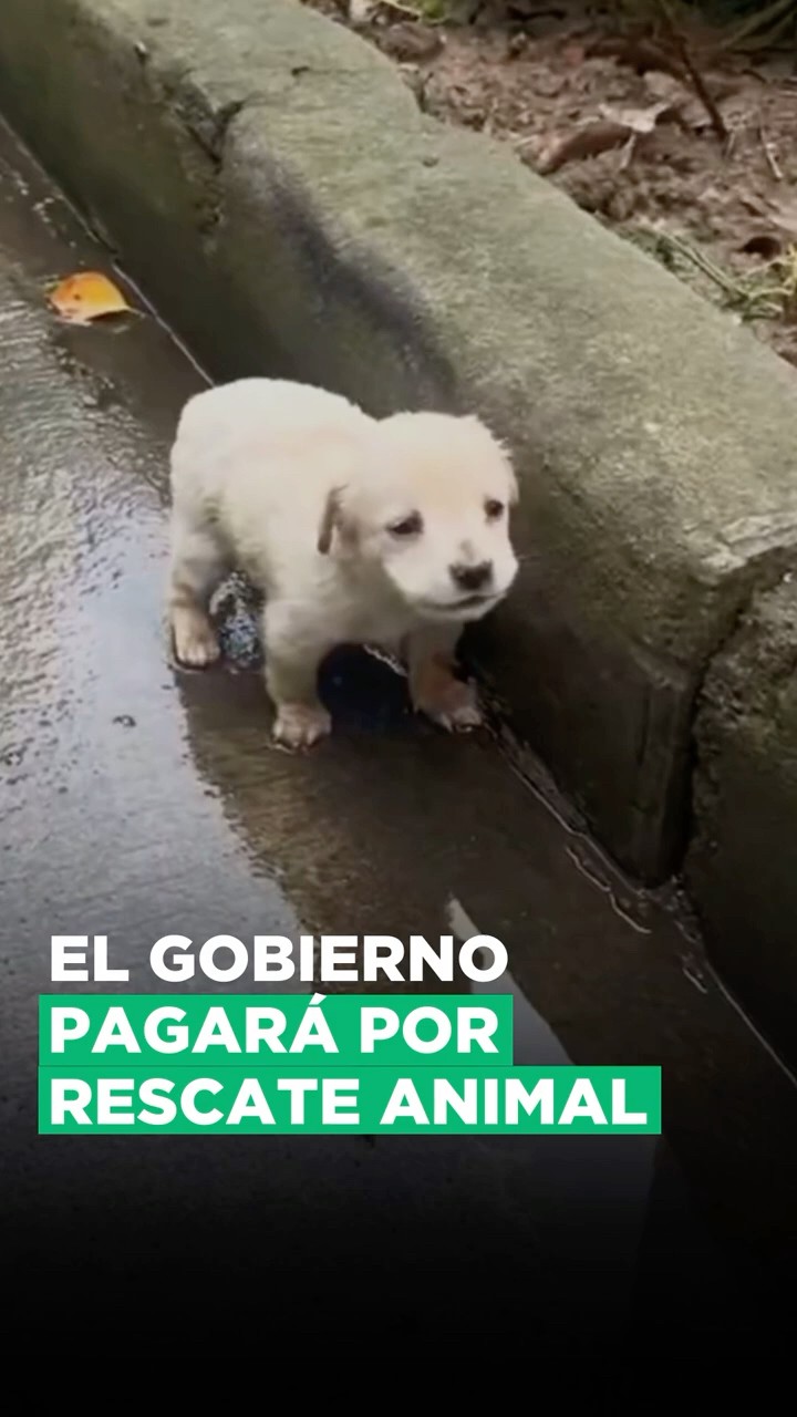 El gobierno te pagará por rescatar perritos de la calle