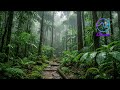 Whispering Forest Rainfall | Relaxing Rain &amp; Nature Sounds for Sleep, Study &amp; Calm • ERozian