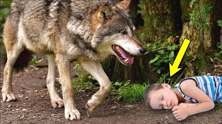 Этот мальчик спас тонущего волка, через несколько дней волк совершил немыслимый поступок!