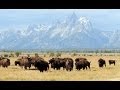 Animals of Grand Teton National Park