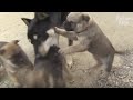 Puppy's Disappointed At Mom Only Violent To A Puppy Who's Not Hers (Part 1) | Kritter Klub