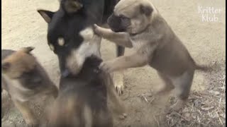 Puppy's Disappointed At Mom Only Violent To A Puppy Who's Not Hers (Part 1) | Kritter Klub