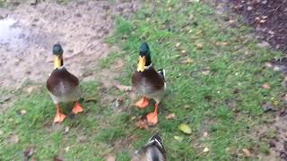 Duck Duck Duck by kamidog 23 views 4 years ago 9 seconds